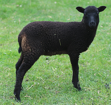 lamb26